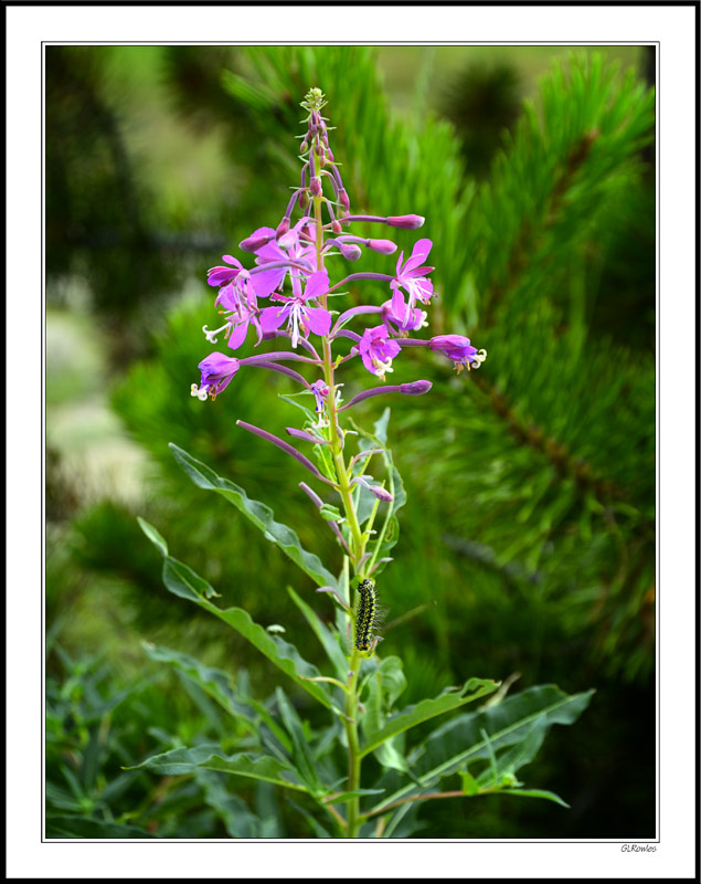 Blooming Sally; Fireweed