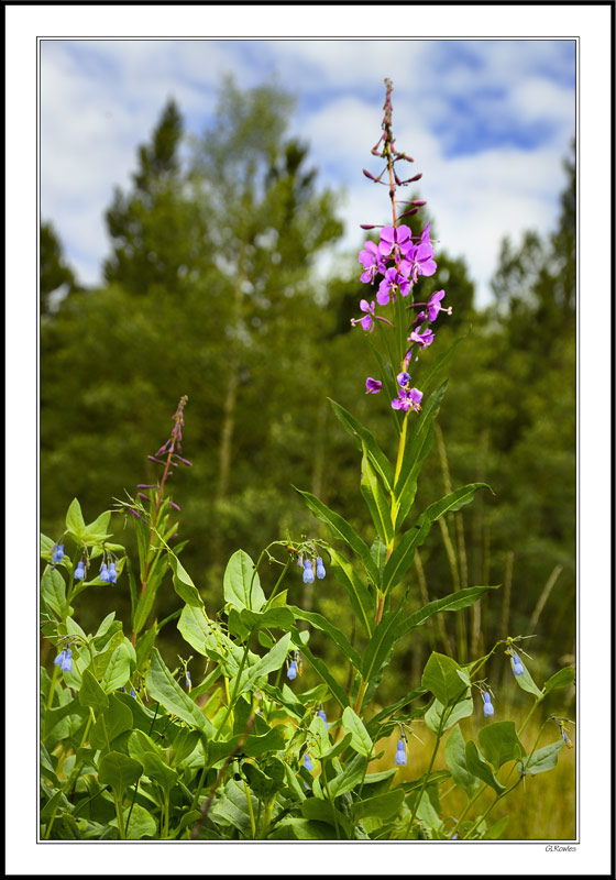 Mountain Bluebells & Blooming Sally