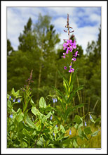 Mountain Bluebells & Blooming Sally