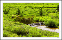 Beaver Pond, Independence Pass