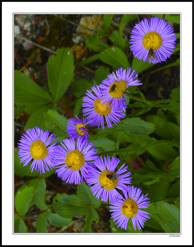 Sunloving Aster