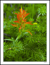 Indian Paintbrush