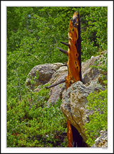 Lightning-Struck Lodgepole Pine