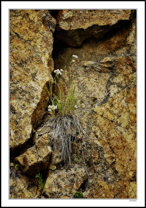 Leichen Rock Blossoms