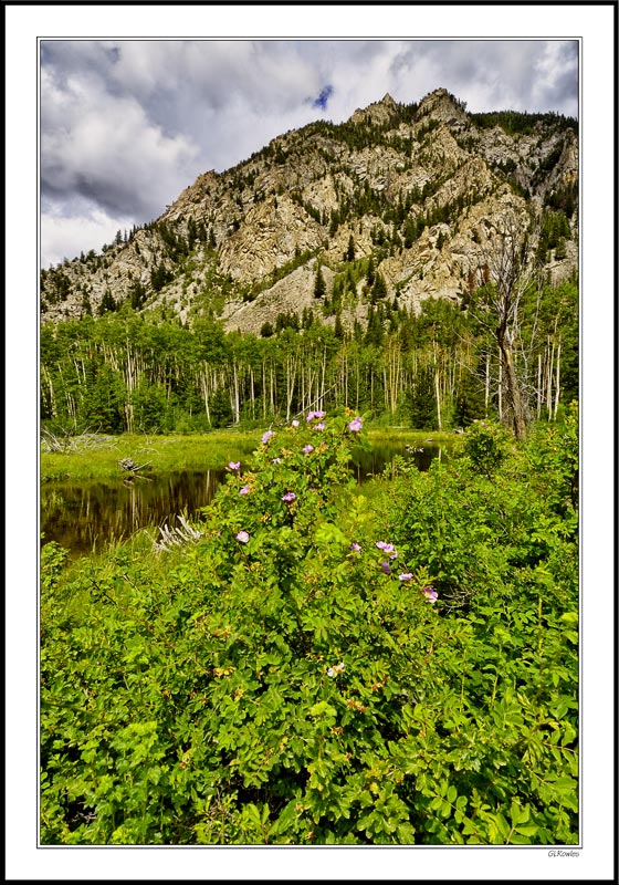 Wetland Pond; Cottonwood Pass