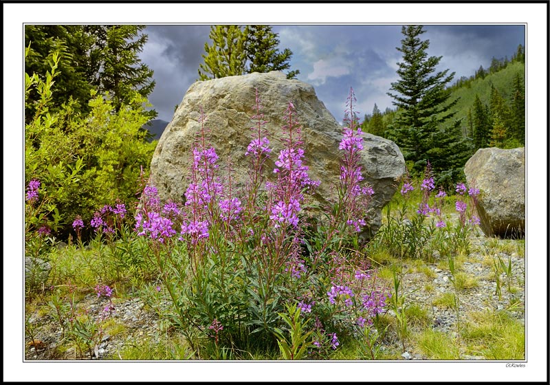 Blooming Sally / Fireweed