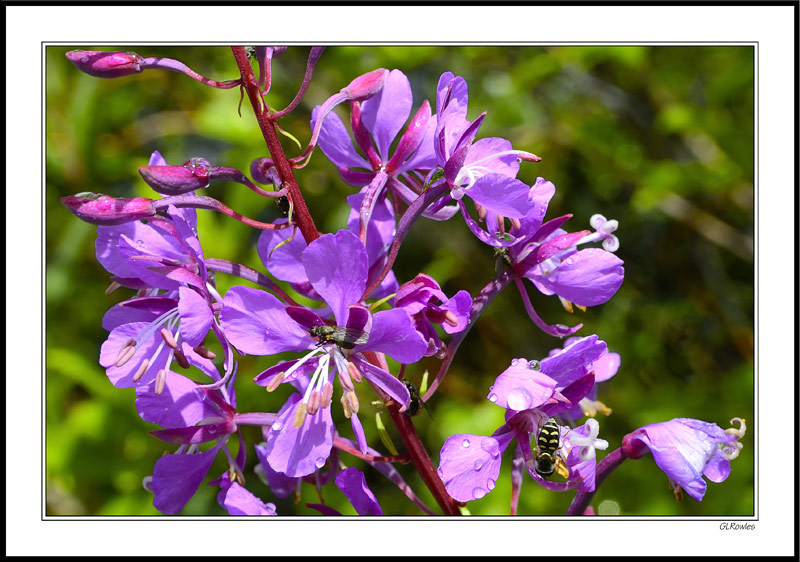 Fireweed Feast