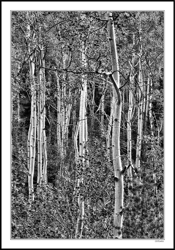 Aspen Lines Chiaroscuro