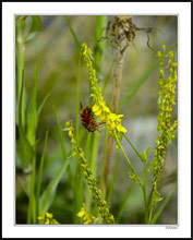 Bristly Red Bee