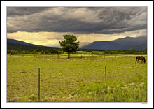 Pastoral Vista