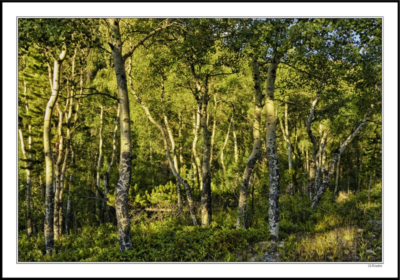 Enchanted Aspen Grove