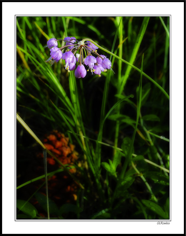 Nodding Onion