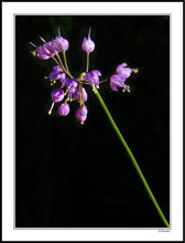 Sun-Kissed Nodding Onion