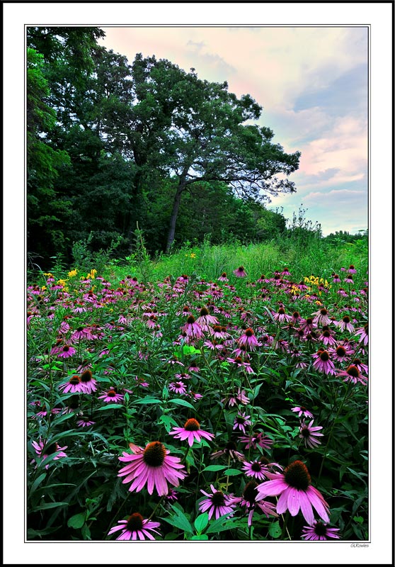 Cone Flower Haven