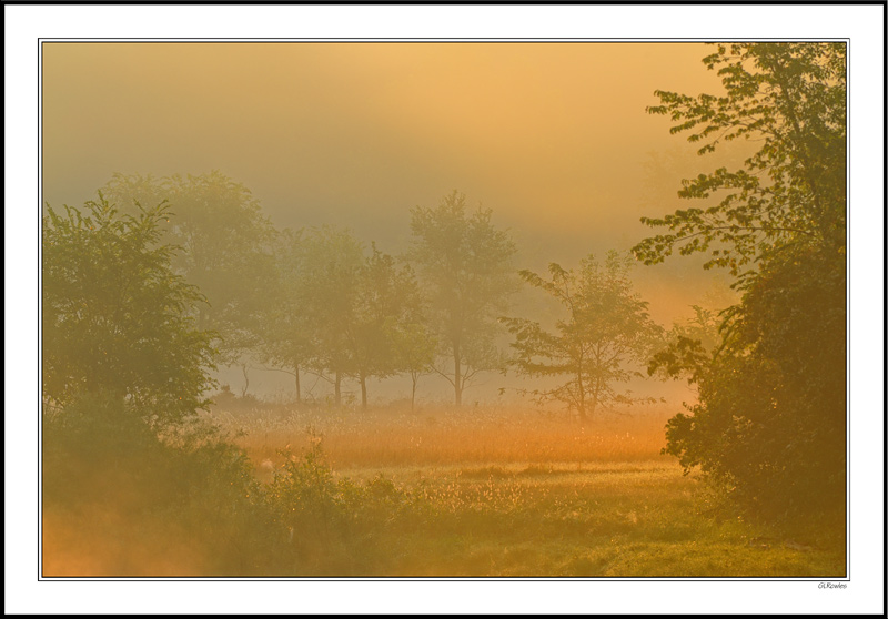 Misty Meadow