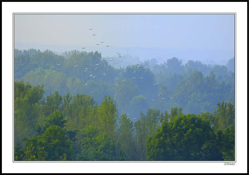 Pelican Updraft