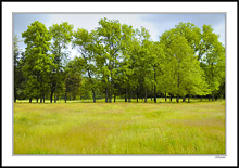 Midsummer Meadow