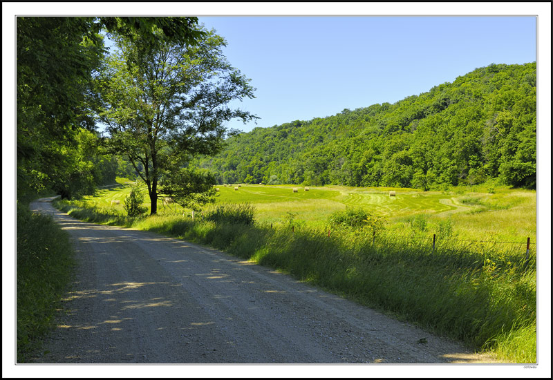 Sunflower Road I