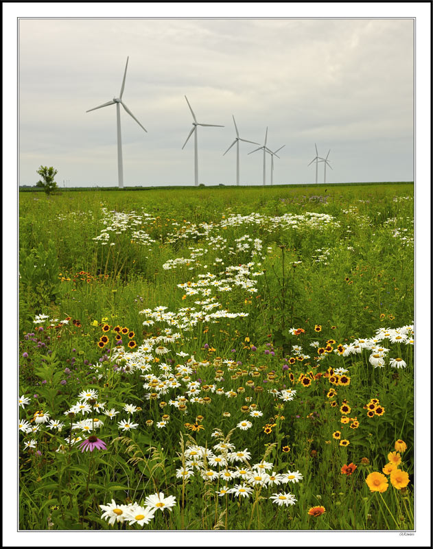 Wildflowers and Windcatchers