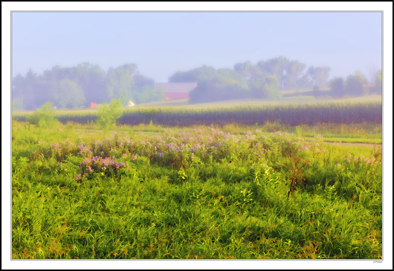 Wild Bergamot in the Morning Fog