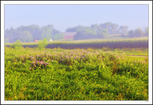 Wild Bergamot in the Morning Fog