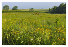 Coneflowers, Corn and Grazing Stock - All is Well