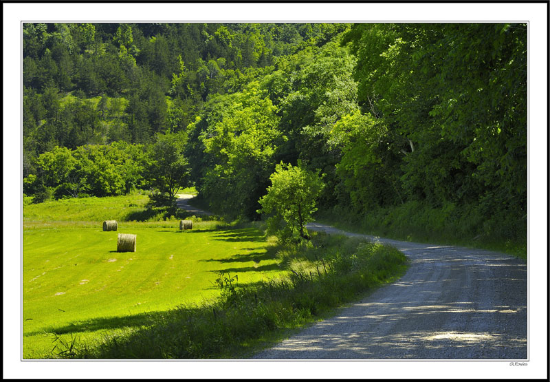 Sunflower Road II