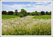 Silver Pampas River