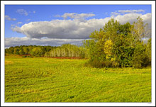 Quaking Aspen