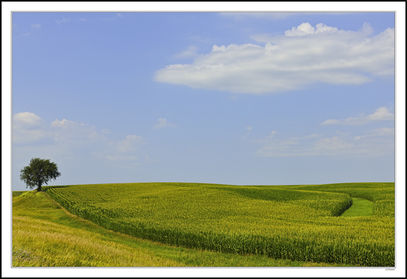 An Elegant Field