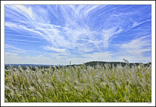 Windblown Silver Feather Grass, Windblown Sky