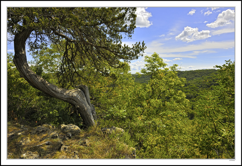 Weathered Cedar Overlook