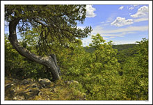 Weathered Cedar Overlook