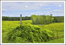 The Old Gate Post