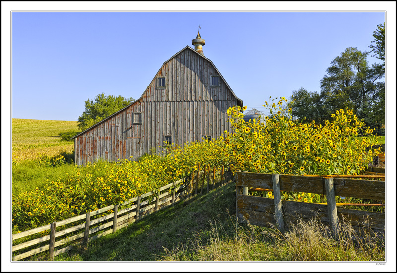 Maximilian Sunflower Bounty