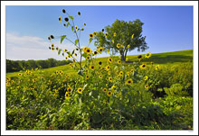 Rising Sunflowers