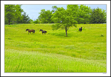 Spring Pasture Frolic