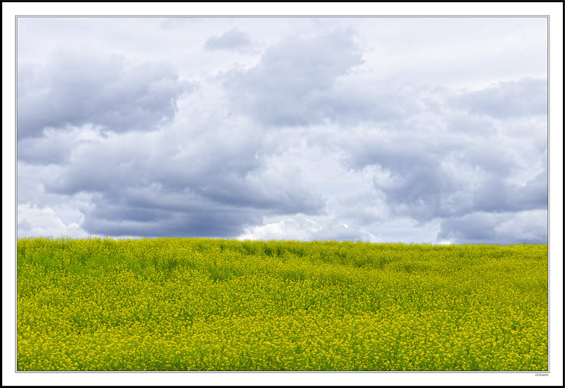 Clouds Of Yellow