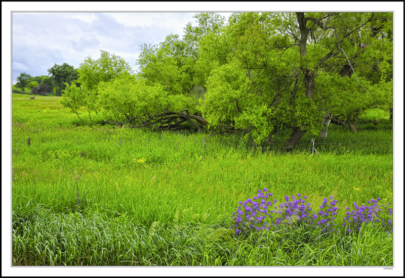 Twisted Grove and Purple Phlox