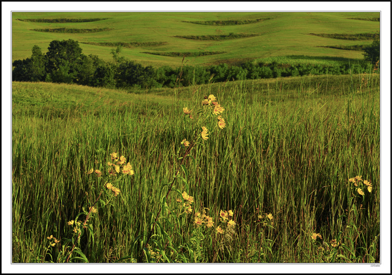 Smiling Pasture