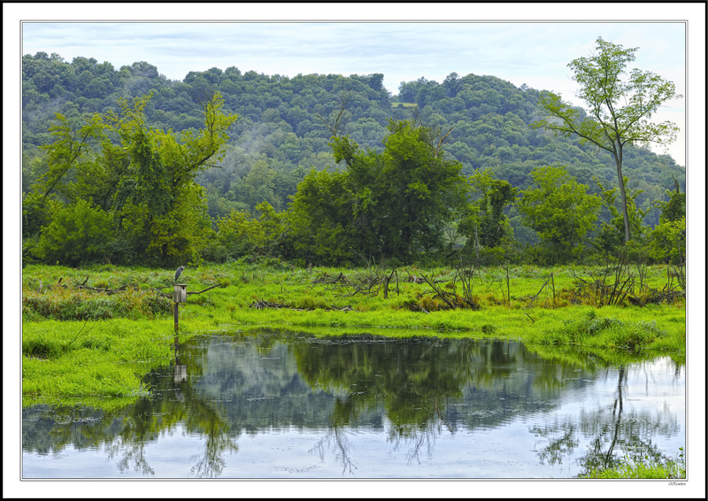 Blue Heron Pond