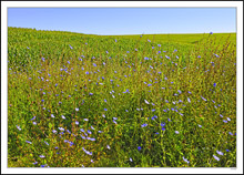 Chickory Laced Fields