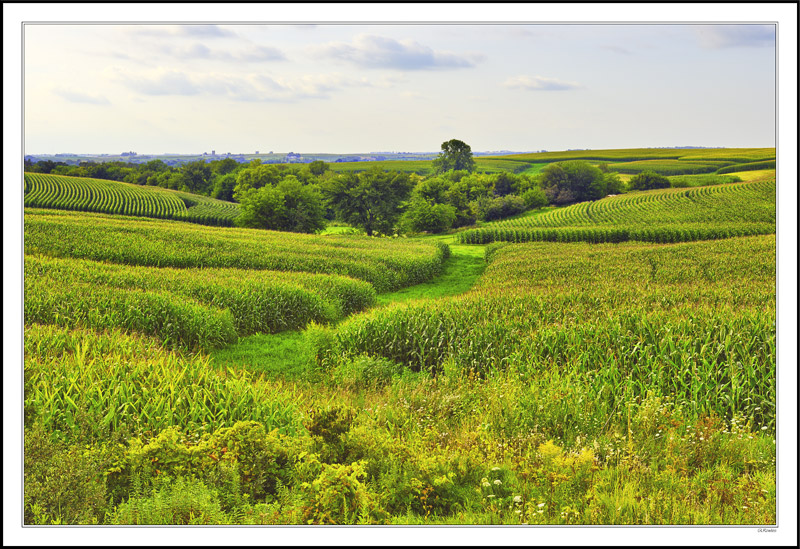 Buffer Strips Create Textural Mazes I