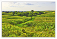 Buffer Strips Create Textural Mazes I