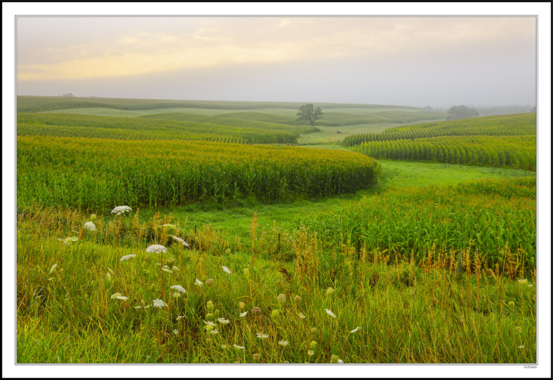 Buffer Strips Create Textural Mazes III