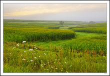 Buffer Strips Create Textural Mazes III