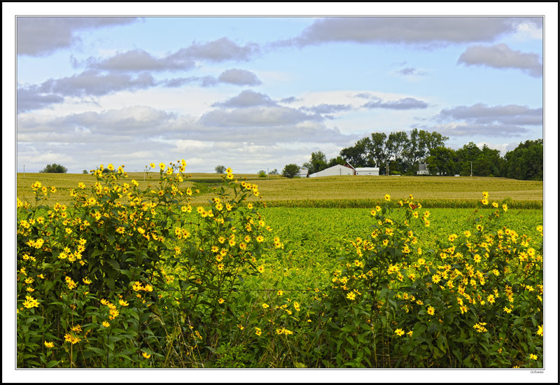 Sunflower Skies