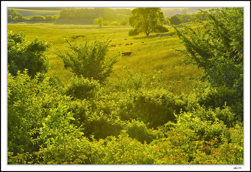 Pastoral Radiance