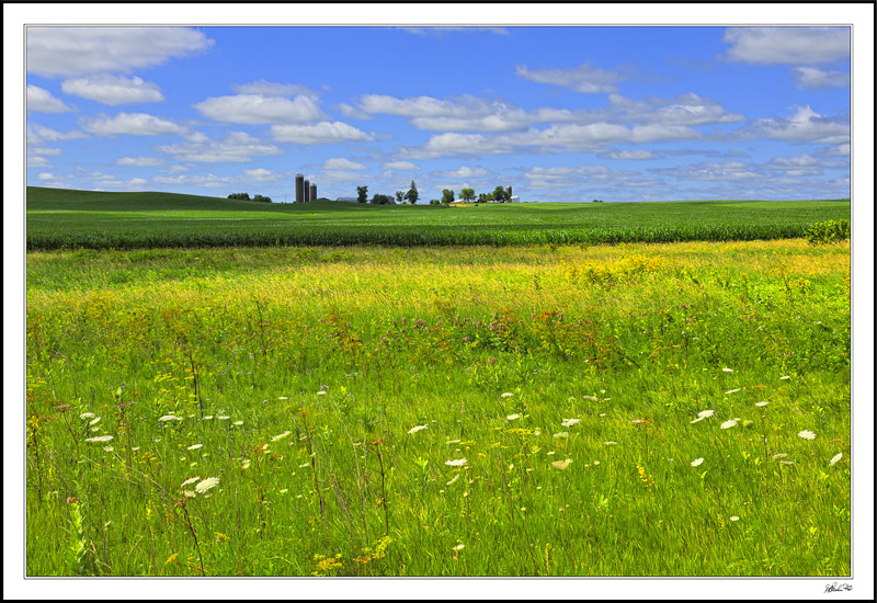 Verdant Fields