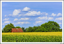 Tassled Corn Field